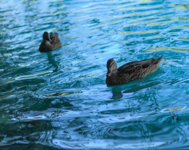 Plitivice Doğal Parkı 'nda Ördek