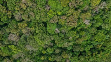 Gökyüzü manzaralı orman ağacı, yağmur ormanı ekosistemi ve sağlıklı çevre konsepti ve arka plan, yukarıdan yeşil ağaç manzarası dokusu