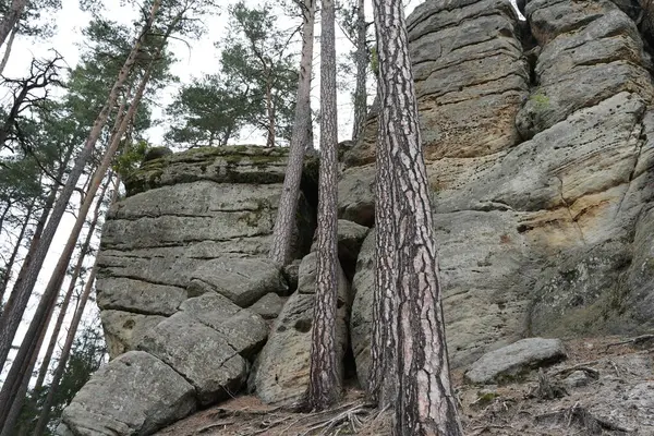 Piedra Los Árboles Bosque Situado República Checa —  Fotos de Stock