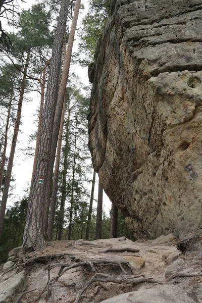 森林里的石头和树木 位于捷克共和国境内 — 图库照片