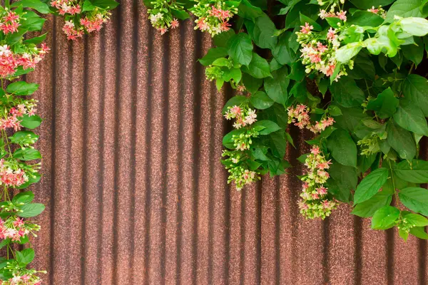 Combretum indicum (Rangoon Creeper) paslı alüminyum bir duvarda sürünerek büyür.