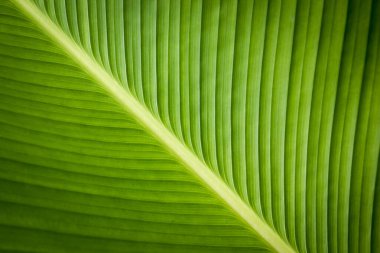 Arkaplan için muz yeşili yaprak dokusunu kapat