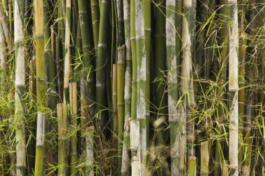 Arka plan için parktaki bambu ağaçları