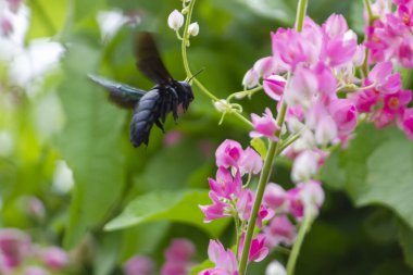 Xylocopa valga ya da Pembe mercan sarmaşığındaki marangoz arısı