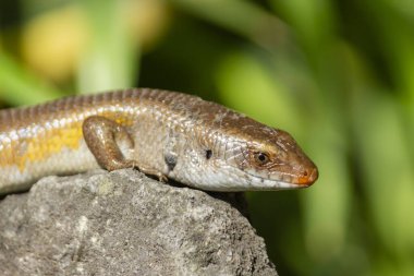 Close-up ground skink on the top of rock clipart