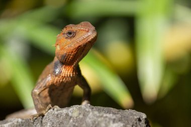 Oryantal bahçe kertenkelesinin (Calotes versicolor) ya da kayanın üzerindeki doğu bahçesi kertenkelesine yakın çekim