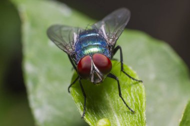 Lucilia Sericata 'nın Macro fotoğrafı yaprağın üzerinde duran yaygın yeşil şişe sineği.