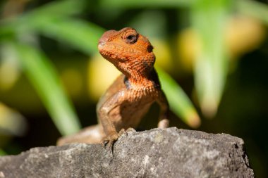 Oryantal bahçe kertenkelesinin (Calotes versicolor) ya da kayanın üzerindeki doğu bahçesi kertenkelesine yakın çekim