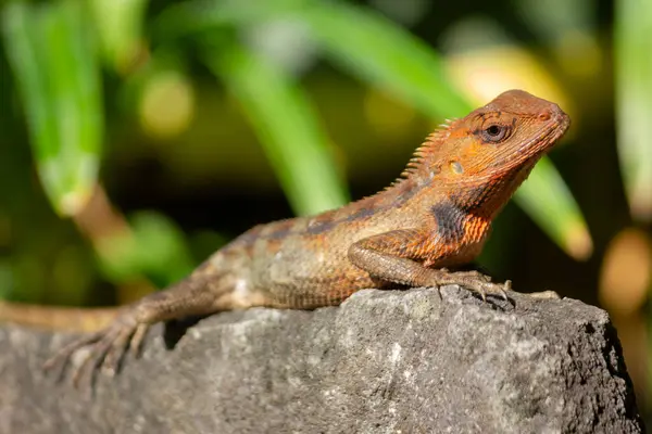 Oryantal bahçe kertenkelesinin (Calotes versicolor) ya da kayanın üzerindeki doğu bahçesi kertenkelesine yakın çekim