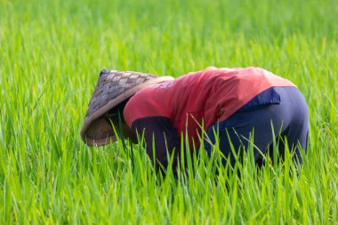 Bir çiftçinin yakınında organik çeltik pirinç tarlalarına dikiliyor. Pelerin giyiyorlar. Endonezya 'dan geleneksel bir şapka. 