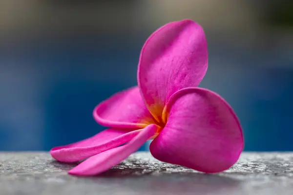 Plumeria çiçekleri havuzun kenarında, seçici bir odak ile kapat, bokeh