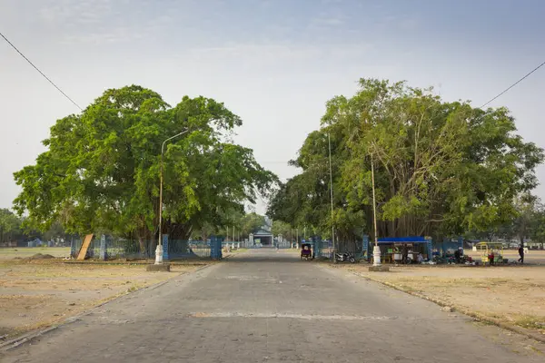 Surakarta - Endonezya, 15 Ocak 2025: Surakarta Sarayı 'na ait iki ikiz banyan ağacı Surakarta şehrinin kuzey meydanında yer almaktadır.