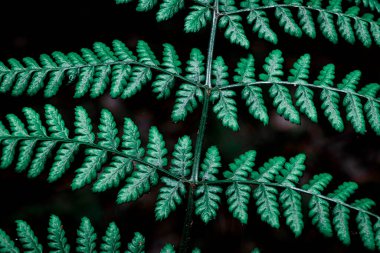 Ormanın arka planında yeşil eğreltiotu yaprakları.
