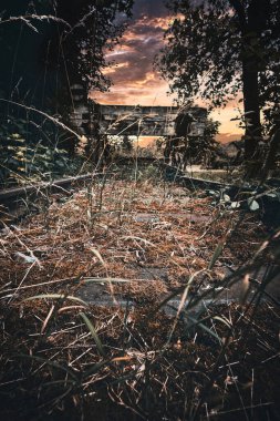 Ormanda yanmış ağaç.