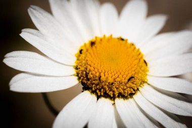 Siyah arkaplanda beyaz papatya çiçeği