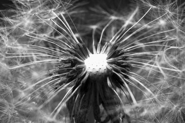 Siyah arkaplanda karahindiba çiçeği