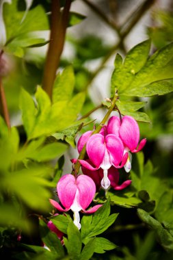 Güzel botanik fotoğrafı, doğal duvar kağıdı.