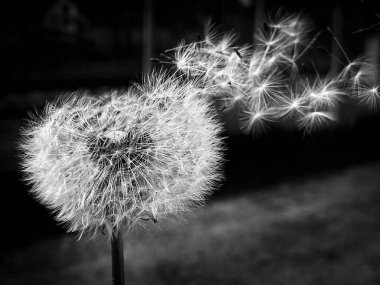 Bahçedeki siyah ve beyaz karahindiba