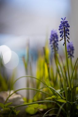 Güneşli bir arka planda güzel çiçekler. Bulanık doğa