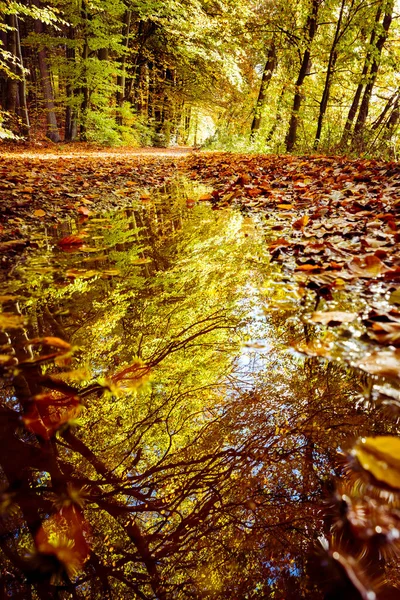 Ağaçlar ve yapraklarla dolu sonbahar ormanı