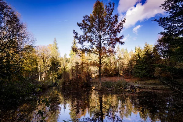 Красивый Осенний Пейзаж Деревьями Отражениями — стоковое фото