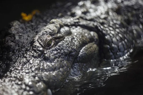 Bir timsah kafasının yakınına.