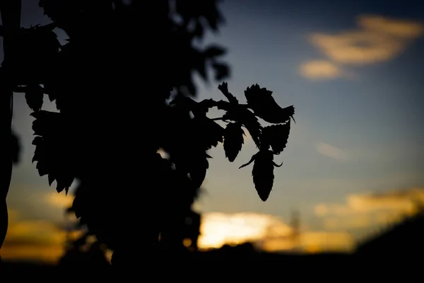 Siyah arkaplanı olan bir ağacın silueti