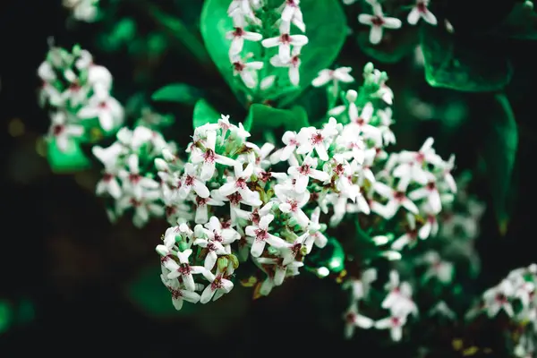 Güzel botanik fotoğrafı, doğal duvar kağıdı.