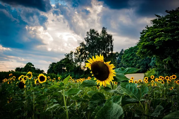 Sonnenblumenfeld Sommer — Stockfoto