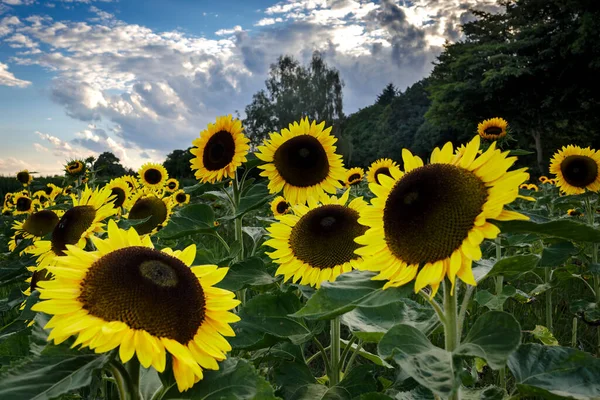Sonnenblumenfeld Sommer — Stockfoto