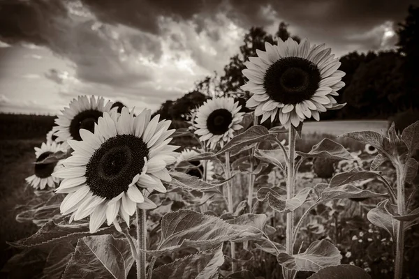 Соняшникове Поле Влітку — стокове фото