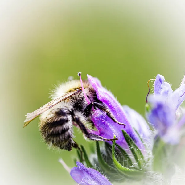 Bir çiçeğin üzerindeki arıyı yakından çek.