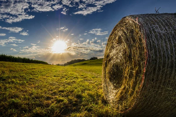 saman balyaları tarlada