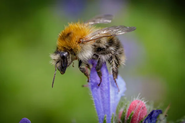 Yaban-arısı bir çiçek nektarı toplamak