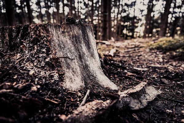 Ormandaki Bir Ağaç Kütüğünün Yakın Çekimi — Stok fotoğraf