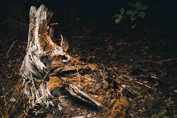 Ölü bir ağaç kütüğünün yakın plan çekimi.