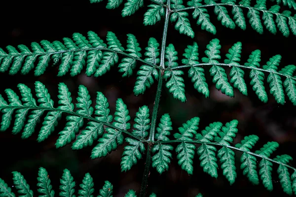 Ormanın arka planında yeşil eğreltiotu yaprakları.