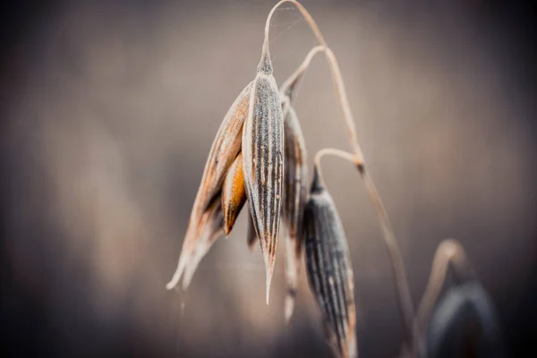 Bir bitkinin üzerindeki arıya yaklaş.