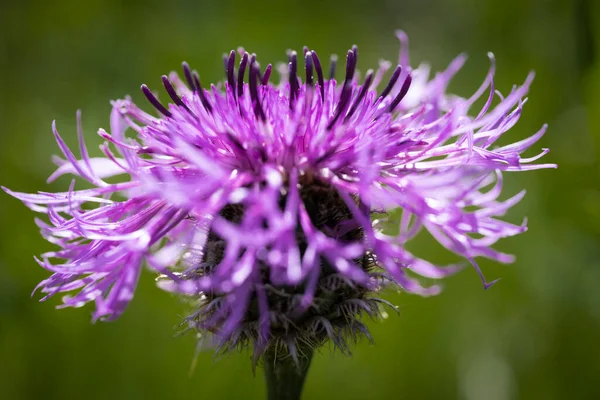 Kapatın güzel çiçekleri