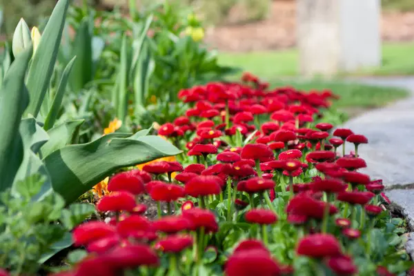 Bahçede büyüyen lale