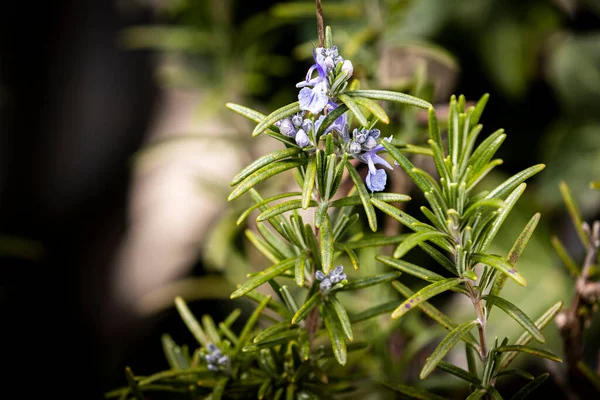 çiçekler çok güzel closeup