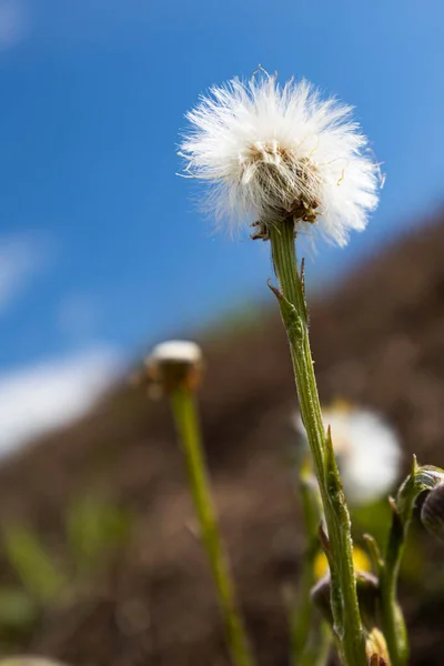Bulanık arkaplanda beyaz tüylü karahindibalar