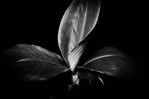 koyu arkaplanda siyah beyaz çiçek