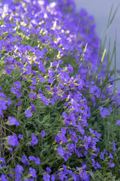 Stock image beautiful flowers in the garden