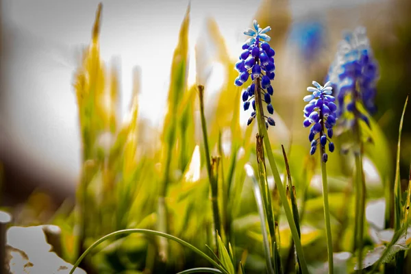 Mavi gökyüzü olan güzel bahar çiçekleri.