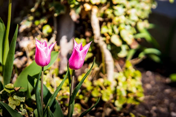Bahar arka planında güzel renkli çiçekler
