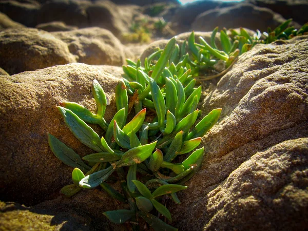 Güzel botanik fotoğrafı, doğal duvar kağıdı.