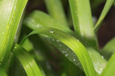 Çiyli yeşil çimen