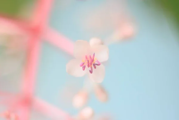 Beautiful White Pink Flowers Bloom — Stock Photo, Image