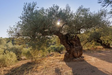 Muhteşem ve İspanya 'nın Castellon ilindeki San Jorge yakınlarında bin yıllık zeytin ağaçlarının çok çeşitli şekilleri var.